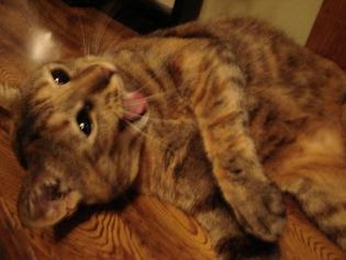 (´0)ゞﾌｧｧ～　子猫のルナ。ちゃん 70%