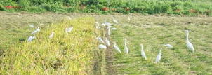 稲刈り途中の白鷺