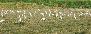 稲刈り後の約５０羽の白鷺