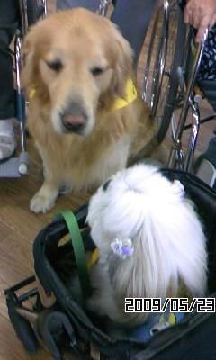 ドッグカフェ ナガサキ 札幌のシーズー 犬 くん のブログ 楽天ブログ