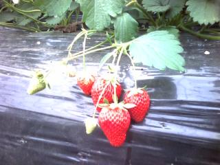 イチゴガリ4