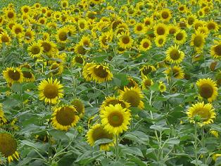 ひまわり大好きな花☆.JPG