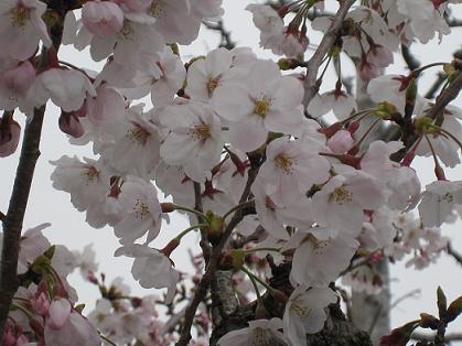 鈴鹿サーキットの桜で～す☆.JPG