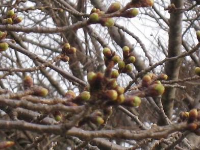 我が家の近くにある桜の木♪蕾ですぅf^^;.JPG