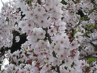 お山の桜です～☆.JPG