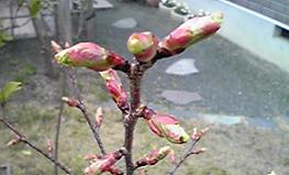 我が家の大切な桜です☆.JPG