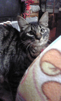 tama