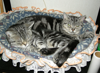 あーくーバスケット２