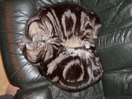 くーあーソファ寝