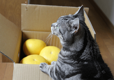 くーぶんたん１