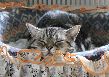 あーバスケット4