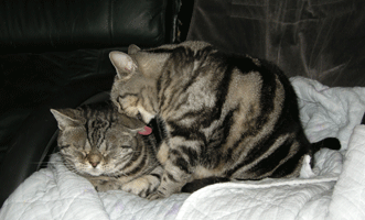 くーあー椅子２