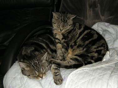 くーあー椅子３