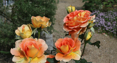 バラ　ブラスバンド４