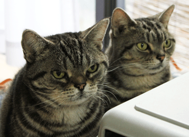 あーくーバスケット2