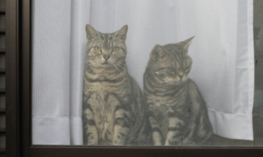 あーくー網戸１