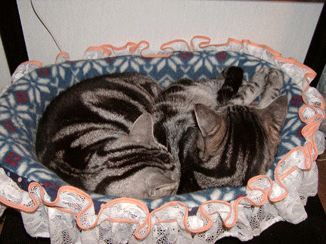 くーあーバスケット