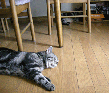 あーくー床寝る