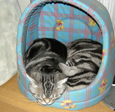 あーくーホコラ寝１