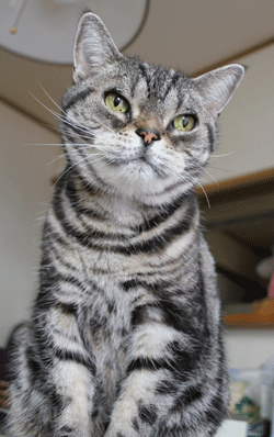 あーテーブル１