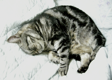 あー寝るイス１