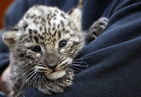 ペルシャヒョウの赤ちゃん１