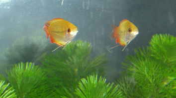 レッドハニーゴールデングラミー１