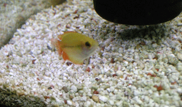 レッドハニーゴールデングラミー２