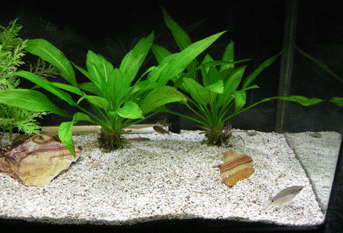 パールグラミー１