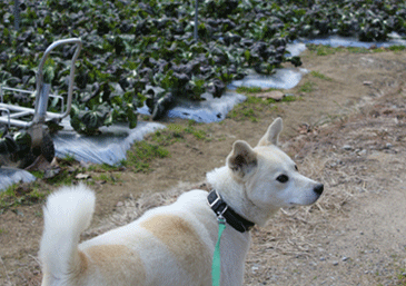 ぶーちゃん１０