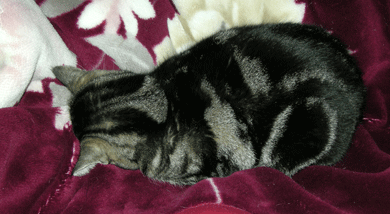 あーくー毛布上４