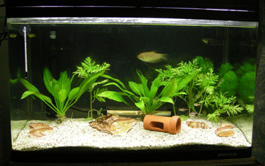 アクアリウム１