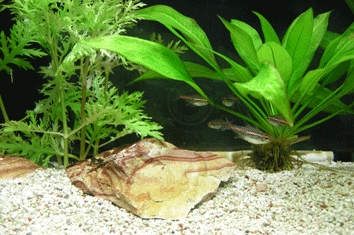 グローライトテトラ１