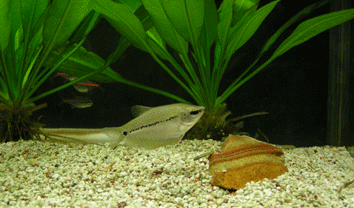 パールグーラミー１