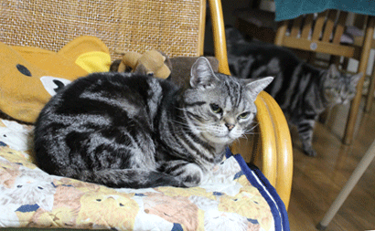 あーくーイス４