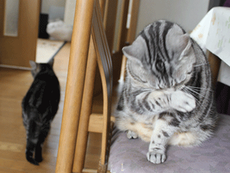 あーくー居間１