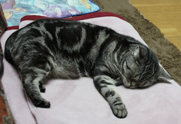 あー寝る毛布２