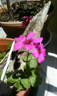 クローバー02♪