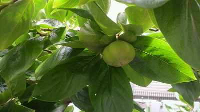 柿の赤ちゃん02♪