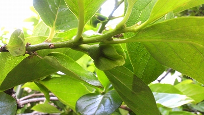 柿の赤ちゃん♪