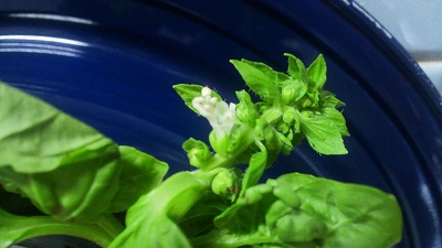 basilの花♪