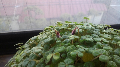 クローバーのつぼみ♪