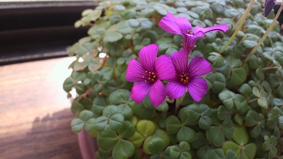 クローバー03♪