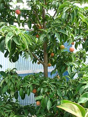 2010秋の木市