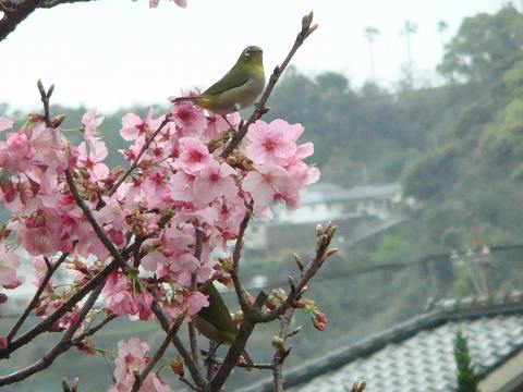 さくらとメジロ