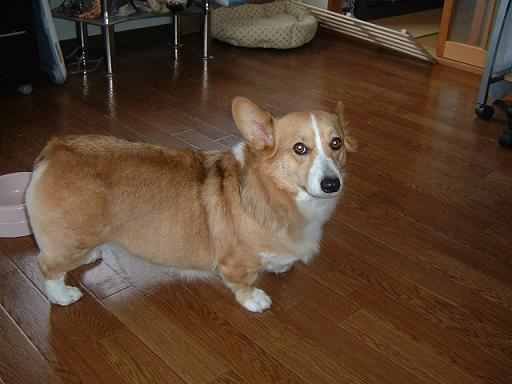 。トリミングに行って来ました 006.JPG