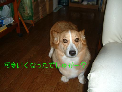 。トリミングに行って来ました 012.JPG