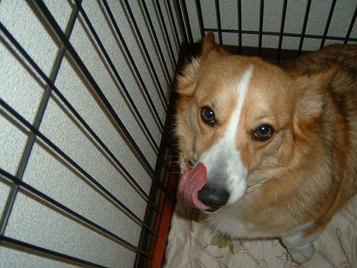 。トリミングに行って来ました 016.JPG