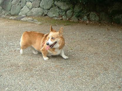 元気出して松阪公園に行こう 032.JPG