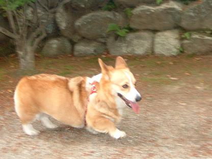 元気出して松阪公園に行こう 030.JPG